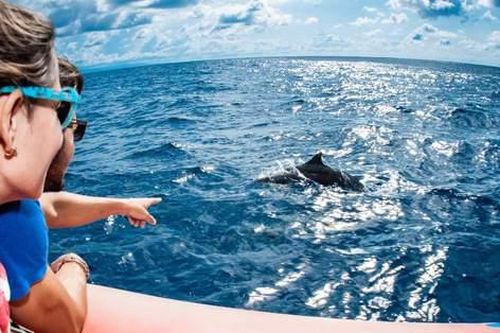 Tràn lan tour ngắm cá voi tự phát ở biển Đề Gi