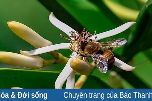 Mật ngọt từ mùa hoa sú vẹt