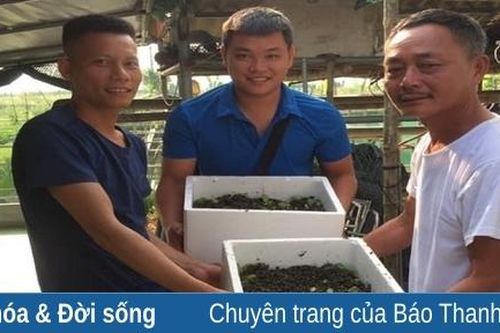 Thu tiền tỷ từ mô hình nuôi ốc nhồi