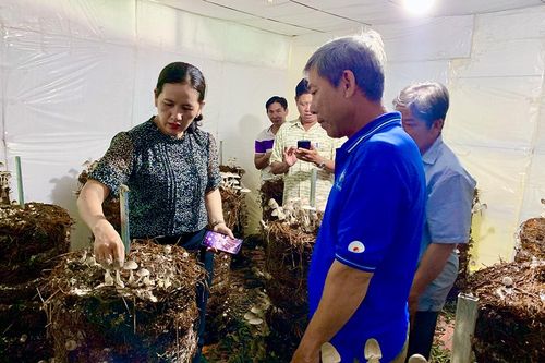 Tận dụng rơm, rạ sau thu hoạch