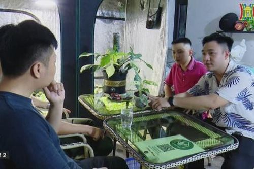 Kiểng lá – Thú chơi cây cảnh độc lạ