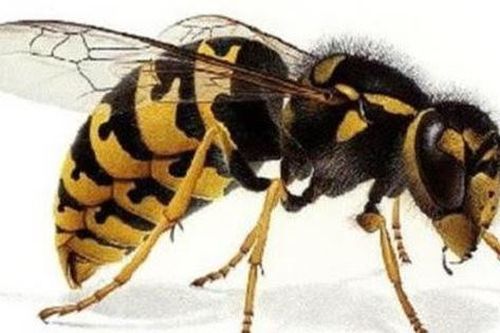 Tử vong do ong vò vẽ đốt