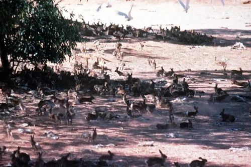 24 con thỏ hủy hoại nền kinh tế Australia