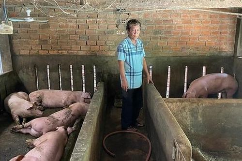 Hàng trăm con lợn bị chết do tiêm vắc xin dịch tả châu Phi sai quy trình