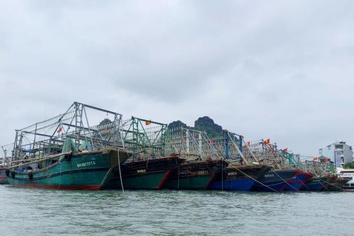 Quảng Ninh tạm ngừng cấp phép tàu du lịch hoạt động do ảnh hưởng cơn bão số 3