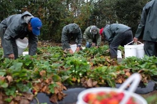 Canada sẽ cấp quy chế cư trú dài hạn cho 430.000 người nhập cư trong năm nay