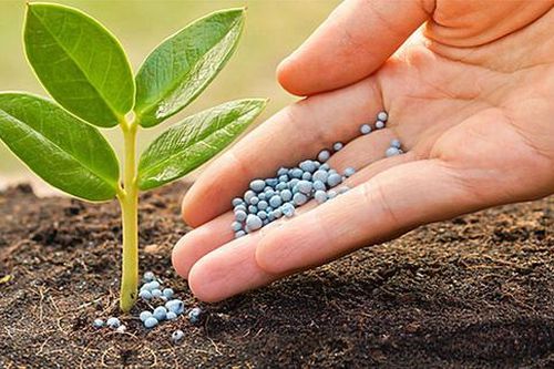 Đua nhau kịch trần bất chấp giá bán hạ nhiệt, sóng cổ phiếu Phân bón có kéo dài?