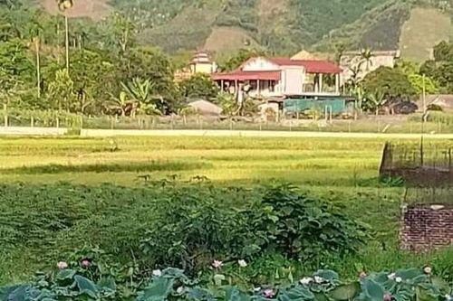 Tình yêu của anh