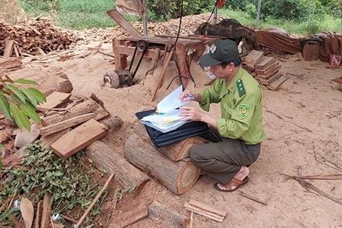 Phạt 35 triệu đồng, tịch thu 76 lóng gỗ kiền kiền không rõ nguồn gốc