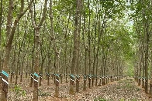 Nam thanh niên chết trong tư thế treo cổ ở vườn cao su