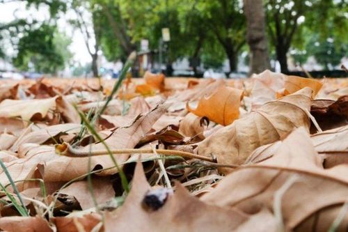 Hiện tượng 'Mùa thu giả' xuất hiện ở Anh cảnh báo điều gì?