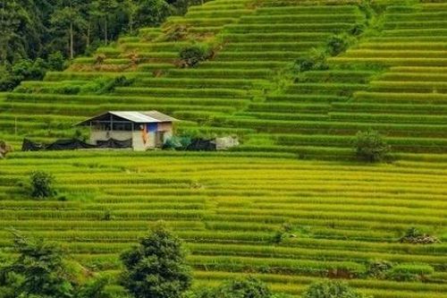 Thương nhớ Nậm Cang!