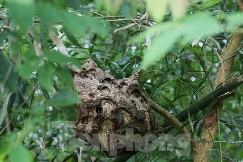 Liều 'chơi' ong vò vẽ, bỏ túi hàng chục triệu đồng