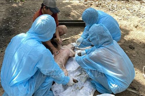 Phú Yên: Xử lý sự cố tiêm vaccine dịch tả lợn châu Phi