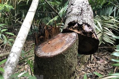 Vụ phá rừng tại Khu Bảo tồn Kẻ Gỗ: Tạm đình chỉ công tác Trưởng phòng Quản lý bảo vệ rừng