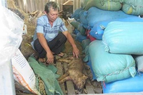 Hàng trăm con lợn bị chết do tiêm vắc xin dịch tả lợn châu Phi, Bộ NN&PTNT kiểm điểm Navetco và cơ quan thú y