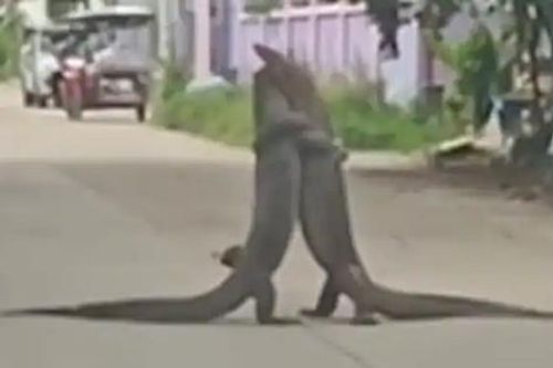 Hai con kỳ đà đánh nhau giữa đường ở Thái Lan khiến giao thông tắc nghẽn suốt 30 phút