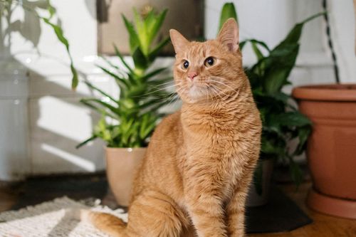 9 loại cây trồng trong nhà không 'hòa thuận' với thú cưng