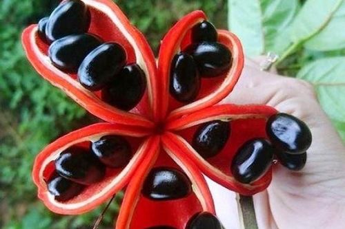 Loại quả lạ lẫm mọc dại đầy rừng ở Việt Nam, sang nước ngoài giá 200.000 đồng/kg