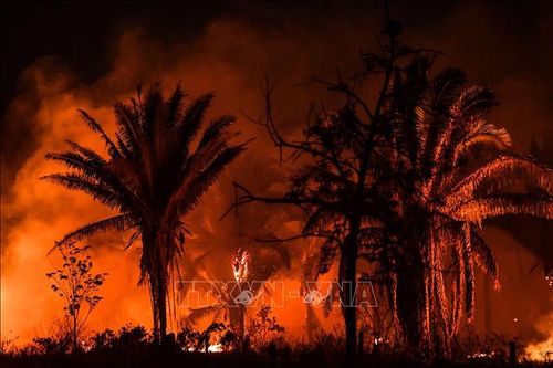 Brazil: Cháy rừng Amazon nghiêm trọng nhất 15 năm, có ngày xảy ra hơn 3.300 vụ cháy