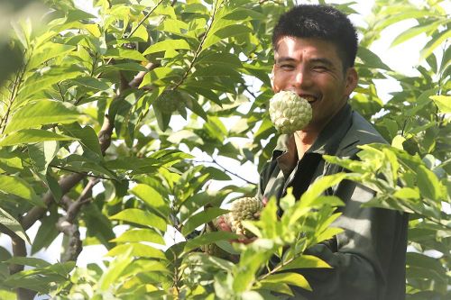 Thu nhập gần 1 tỷ đồng mỗi vụ nhờ trồng Na trên núi đá vôi