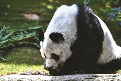 Con gấu trúc già nhất thế giới đã chết