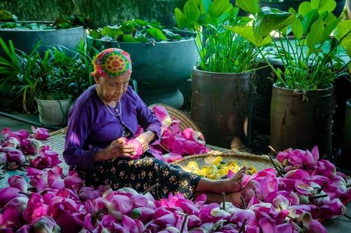 Bát ngát hương sen