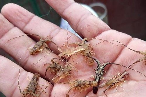 Kiếm tiền triệu/ngày nhờ săn loài tôm bé tẹo