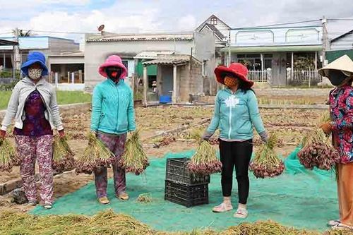 Nông dân Ninh Thuận trúng mùa hành tím vụ nam