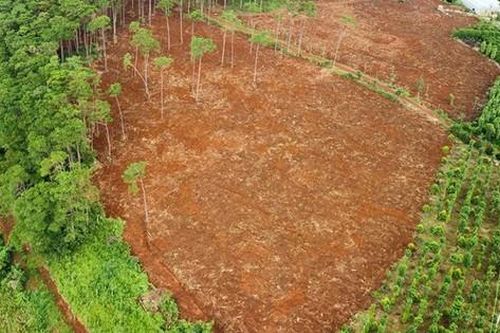 Đắk Nông: Khẩn trương phục hồi rừng bị lấn chiếm dọc quốc lộ 28