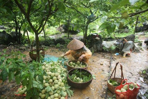 Trồng vàng trên núi, người dân thu gần tỷ đồng mỗi năm