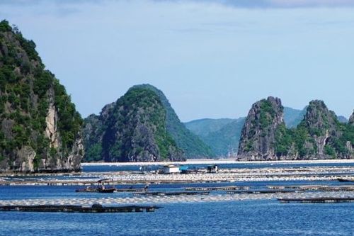 Quảng Ninh: Đình chỉ nhiều cán bộ liên quan vụ nuôi thủy sản trái phép ở vịnh Bái Tử Long