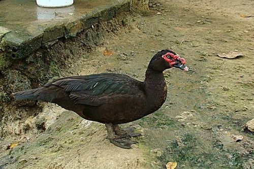 Vịt xiêm hầm măng