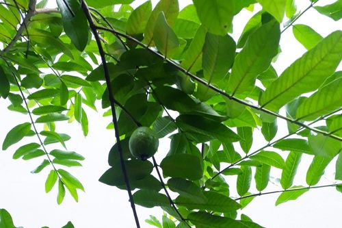 Tản mạn về phở bò Nam Định