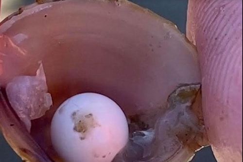 Nhóm học sinh vô tình phát hiện ngọc siêu hiếm bên trong con hến