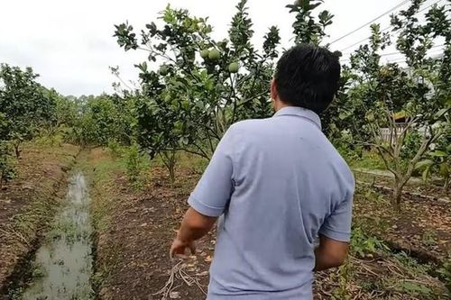 Cận cảnh cơ ngơi xây cho mẹ của triệu phú Vương Phạm