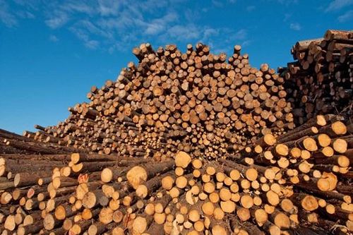 Ottawa chính thức phản đối thuế của Mỹ đánh vào gỗ xẻ mềm của Canada