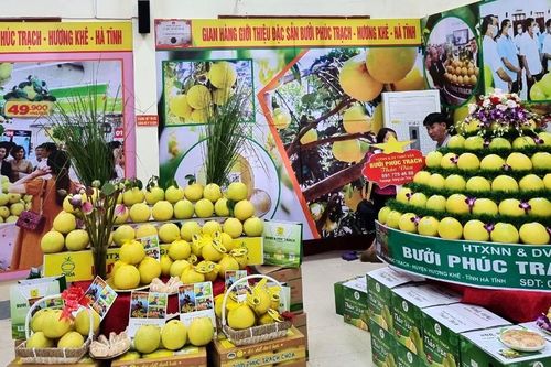 Hà Tĩnh kết nối tiêu thụ bưởi Phúc Trạch qua sàn thương mại điện tử