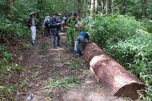 Lâm Đồng 'khát' người bảo vệ rừng