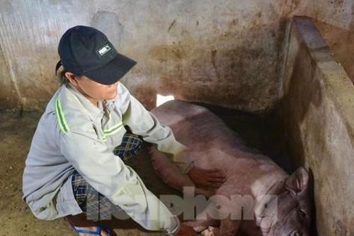 Lợn chết hàng loạt sau khi tiêm vắc xin ở Quảng Ngãi, cơ quan thú y nhận định gì?