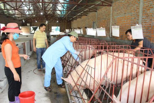 Giám sát đặc biệt việc tiêm vaccine dịch tả lợn châu Phi