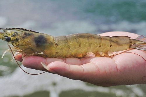 Lạm phát khiến xuất khẩu tôm sang Mỹ giảm