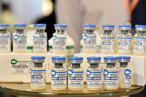 Vì sao lợn chết hàng loạt sau tiêm vaccine dịch tả lợn châu Phi