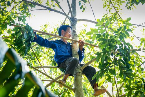 Thót tim với cảnh hái trám đen trên ngọn cây cao 20m