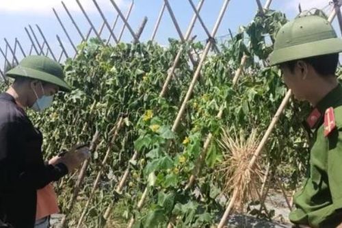 Vườn bí rộng 500 m2 bị kẻ gian chặt phá