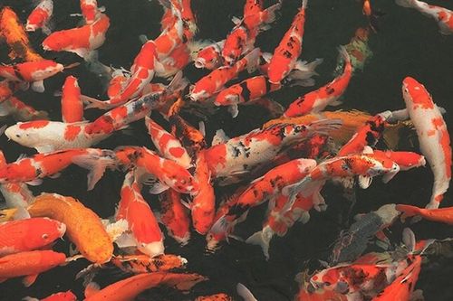 Chiêm ngưỡng hồ cá Koi 'dát' đá quý 10 tỷ của đại gia Thái Nguyên