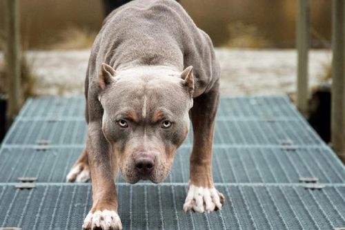 Tiêu hủy con chó pitbull nặng 40kg cắn chủ nhà tử vong