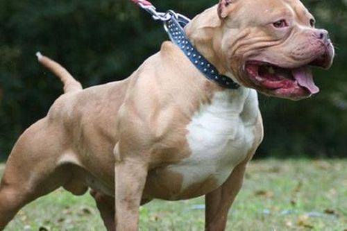 Diễn biến mới vụ người phụ nữ bị chó Pitbull của nhà cắn tử vong
