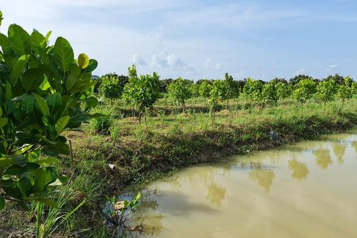 Tân Tuyến đẩy mạnh liên kết sản xuất