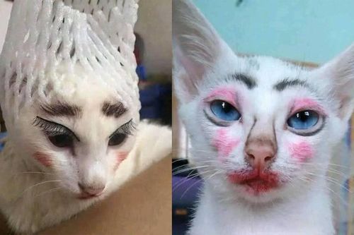 Dung nhan gây sốc của hội nhà mèo khi 'lên đồ' ra phố